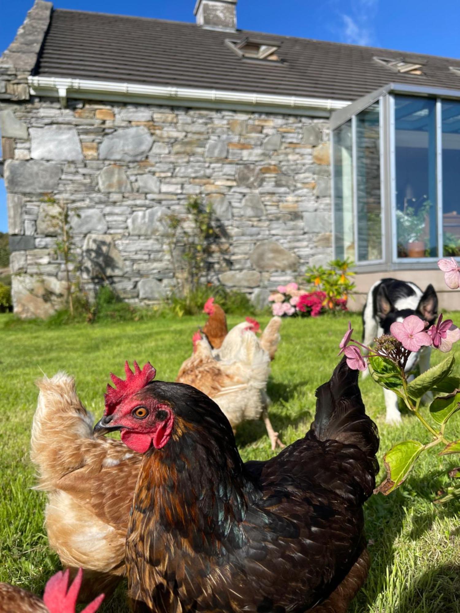 Shanakeever Farm - 2 Bedroom Apartment Clifden Buitenkant foto